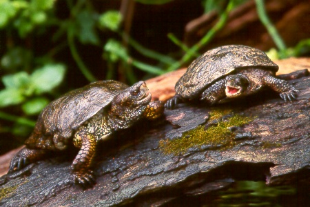 turtletiff.jpg (75903 bytes)