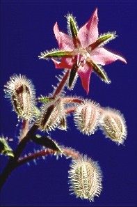 alienborage.jpg (20435 bytes)