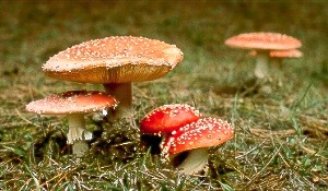 amanitamuscaria.jpg (26951 bytes)