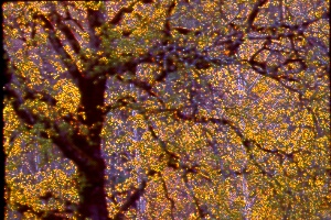 backlitoak.jpg (58436 bytes)