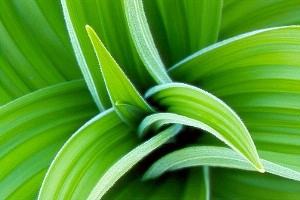 cornlilyspiral.jpg (22078 bytes)
