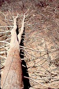 forktrunkmud.jpg (43838 bytes)