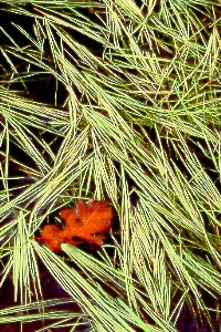 oakleafgrass.jpg (46810 bytes)