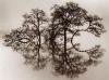 tnctrees.jpg (2898 bytes)