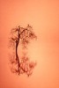 tnlonetreereflalone.jpg (2261 bytes)