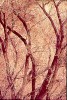 tnwintercottonwoods.jpg (5056 bytes)