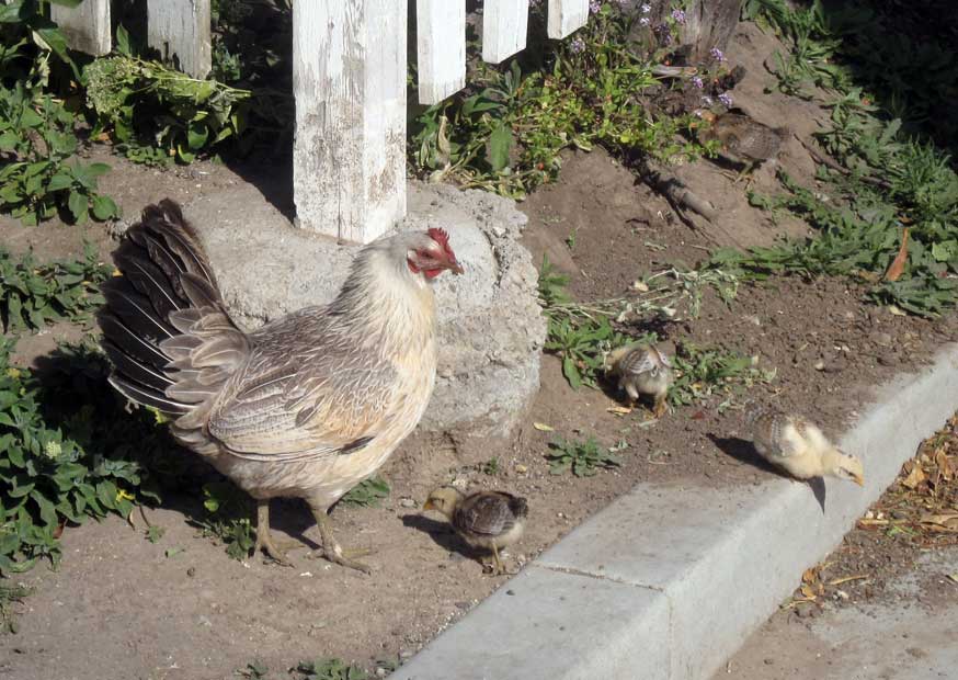 4636Hen and chicks