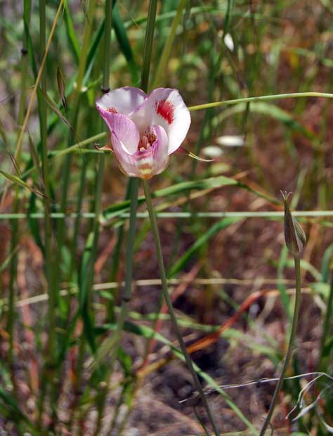 Calochortus