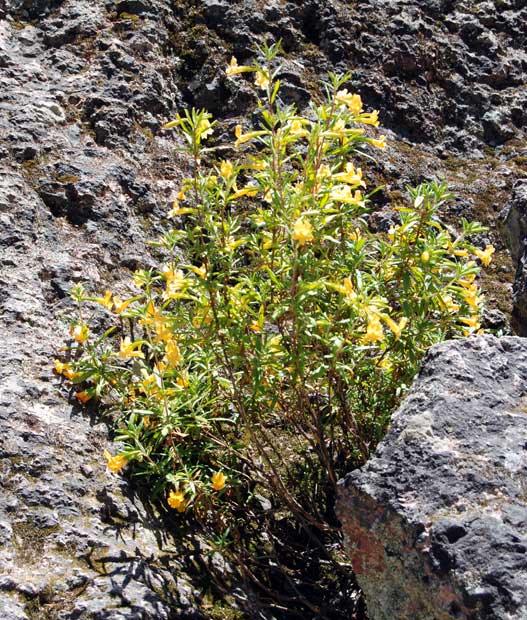 Mimulus