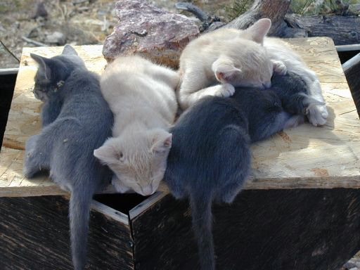 Rhyolite Kitties