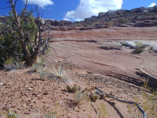 Petrified Dunes