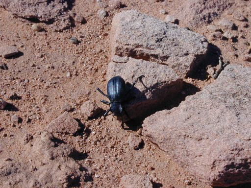 Not in my sleeping bag!