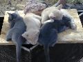 Rhyolite Kitties