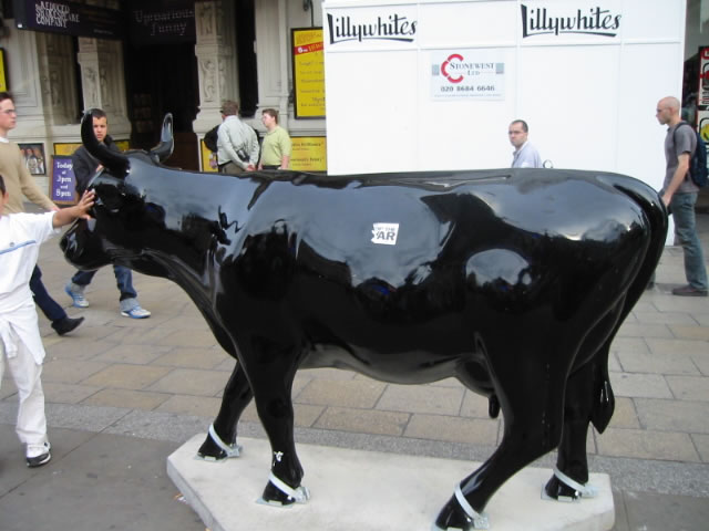 Black cow.  