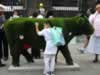 Chia-pet cow. This one, the previous, and the next few all spotted on Jermyn Street. (67,087 bytes)