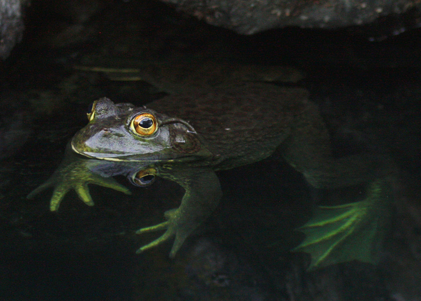Bullfrog