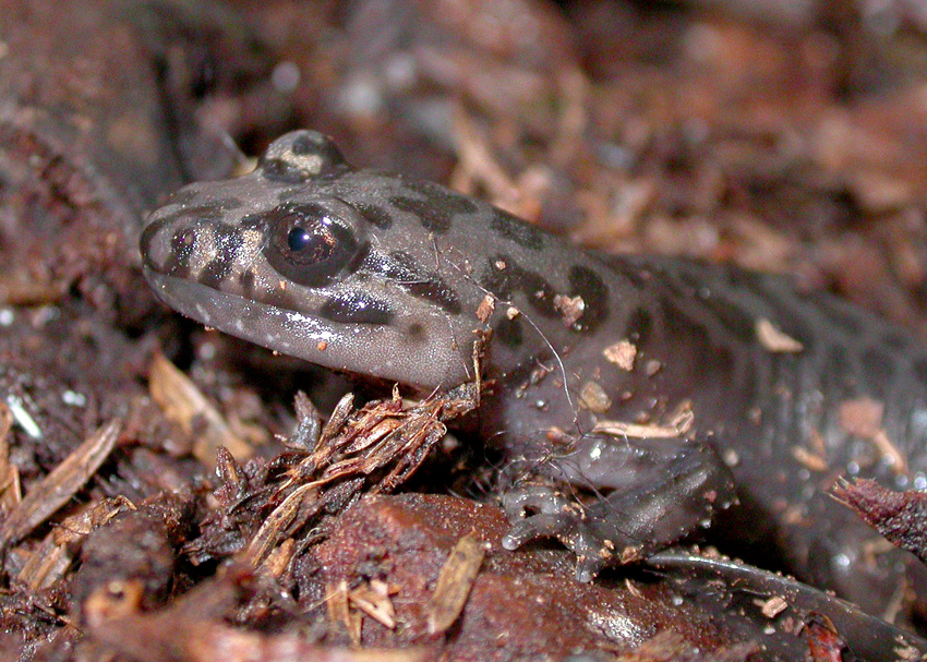 California Giant Salamander