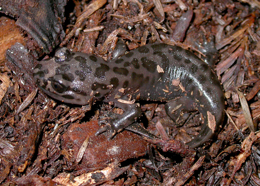 California Giant Salamander