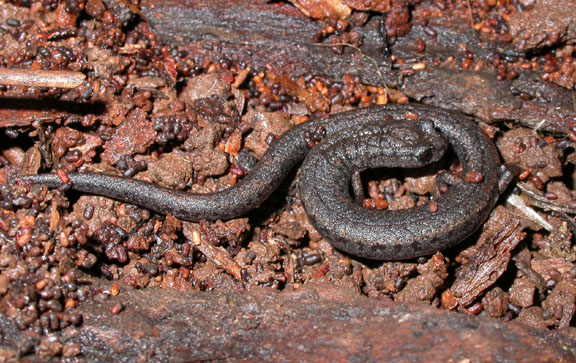 California Slender Salamander