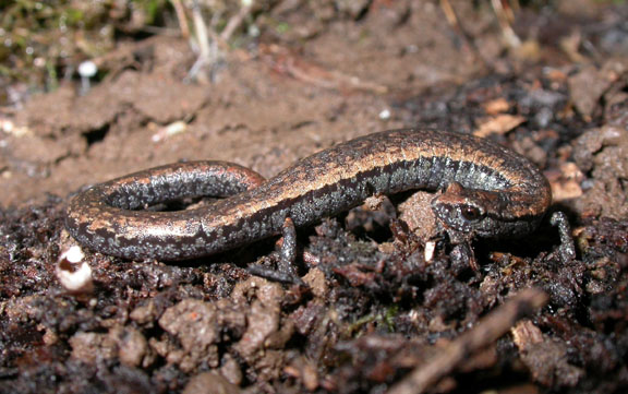 California Slender Salamander