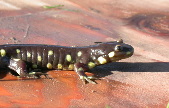 California Tiger Salamander
