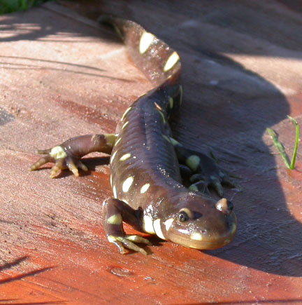 California Tiger Salamander