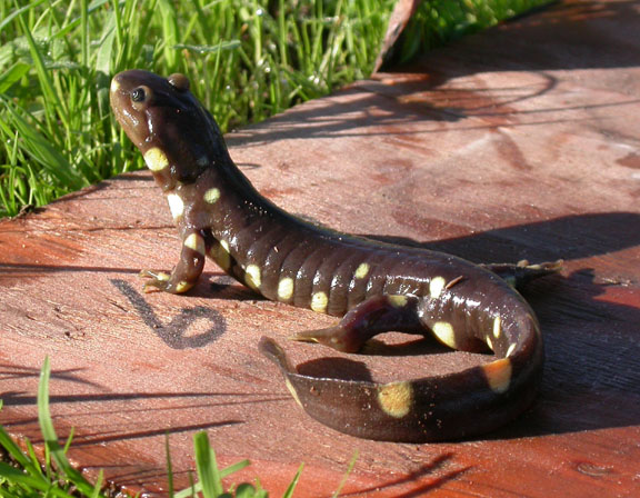 California Tiger Salamander