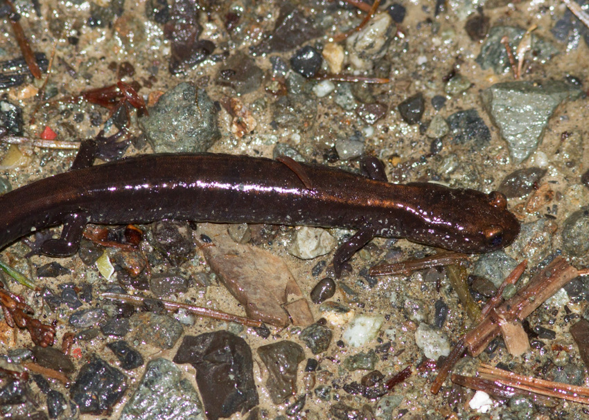 Del Norte Salamander