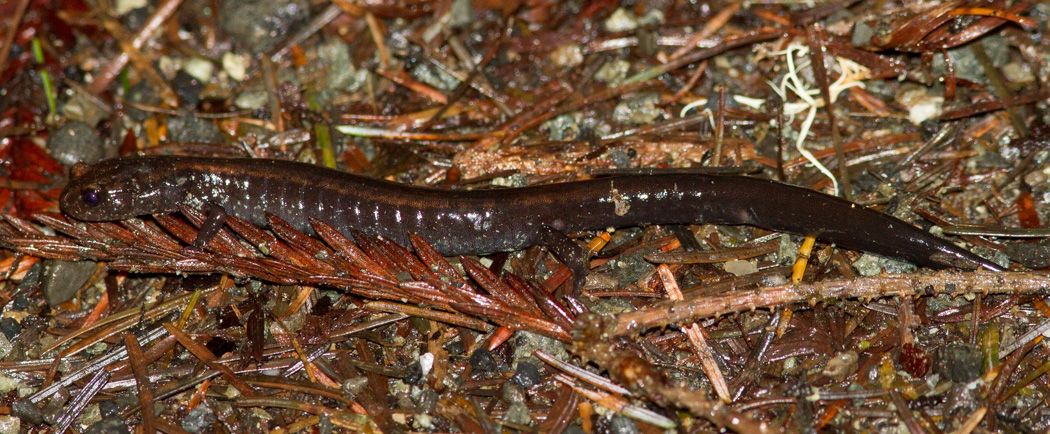 Del Norte Salamander