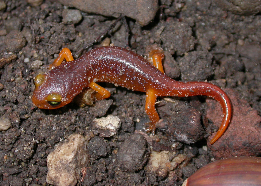 Ensatina