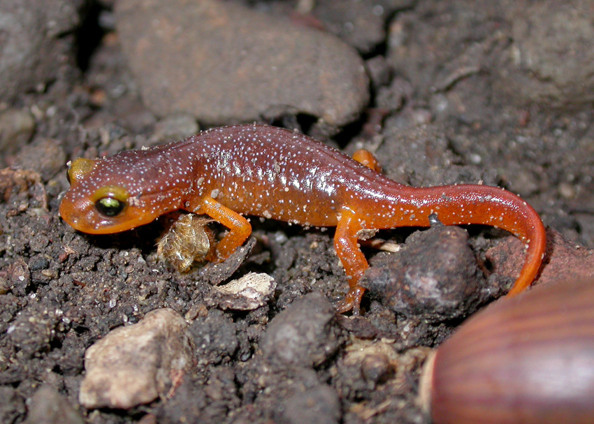 Ensatina