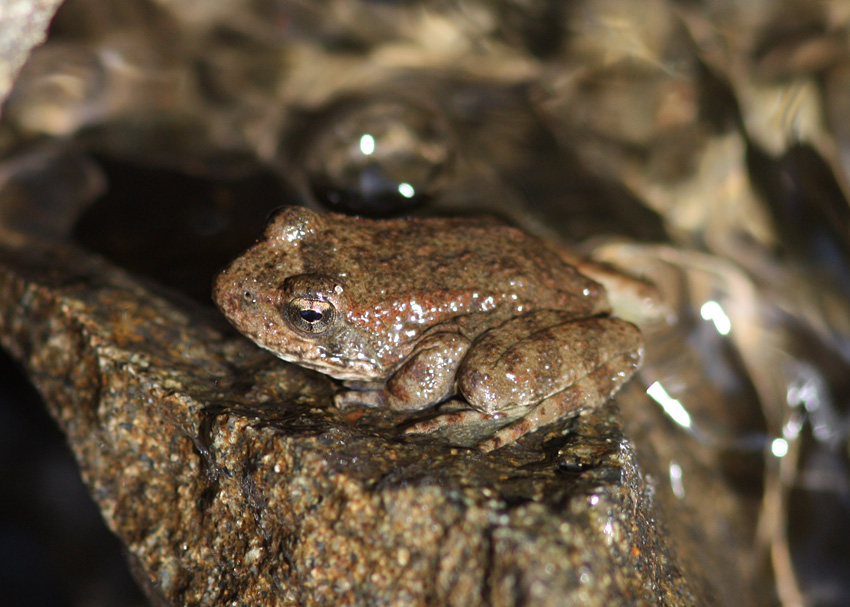 Foothill Yellow-legged Frog