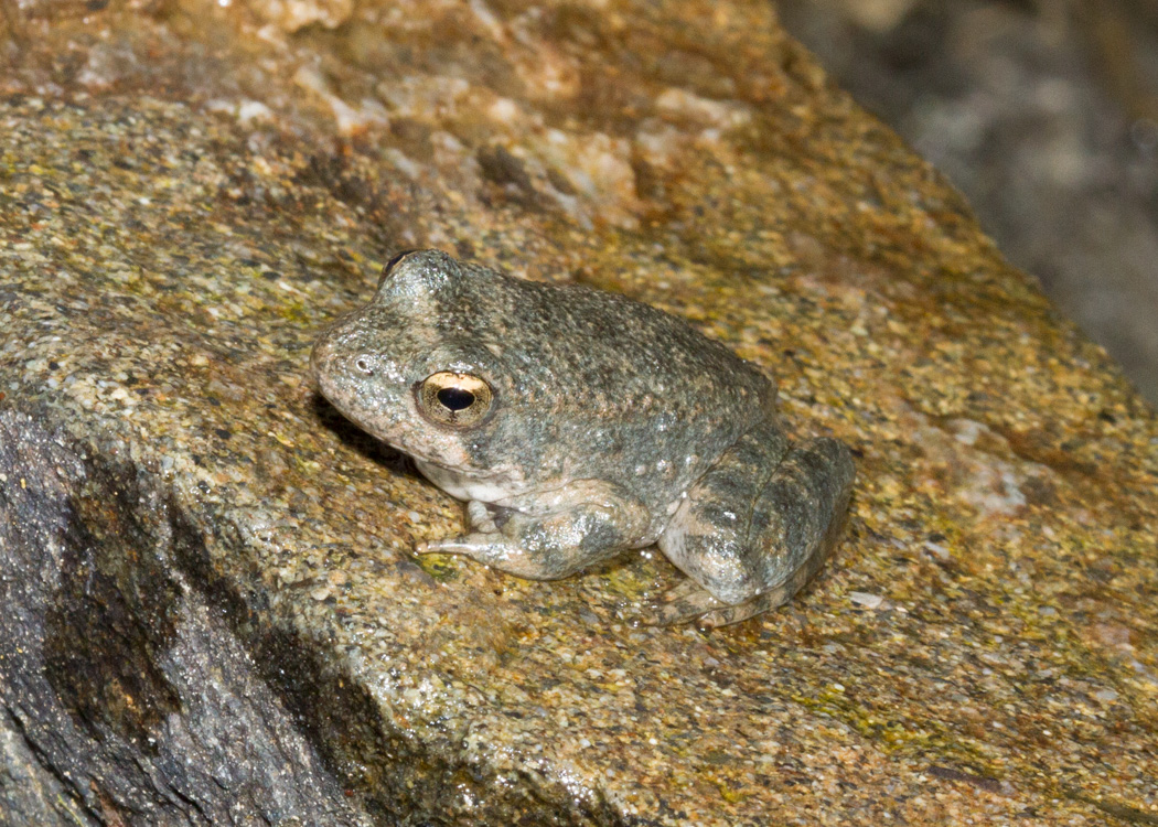 Foothill Yellow-legged Frog