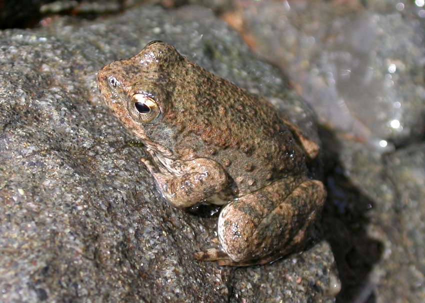 Foothill Yellow-legged Frog