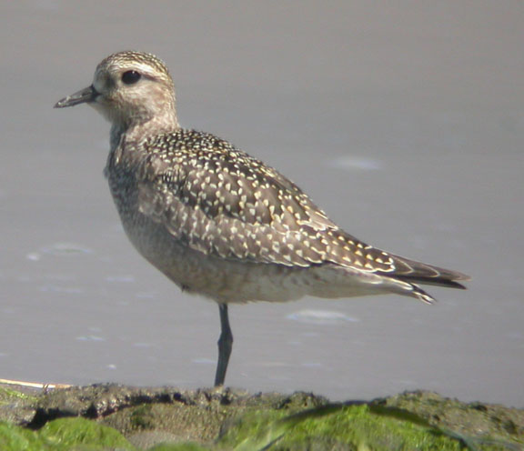 American Golden-Plover