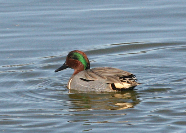 American Green-winged Teal