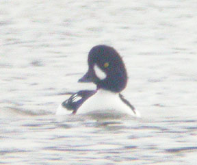 Barrow's Goldeneye