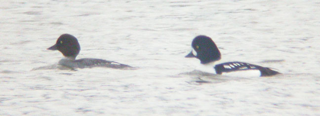 Barrow's Goldeneye