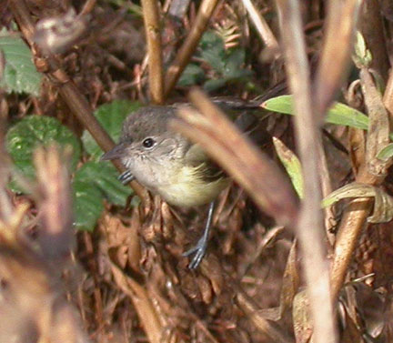 Bell's Vireo