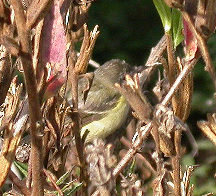Bell's Vireo