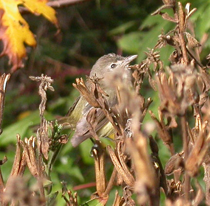 Bell's Vireo