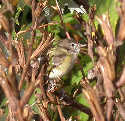 Bell's Vireo