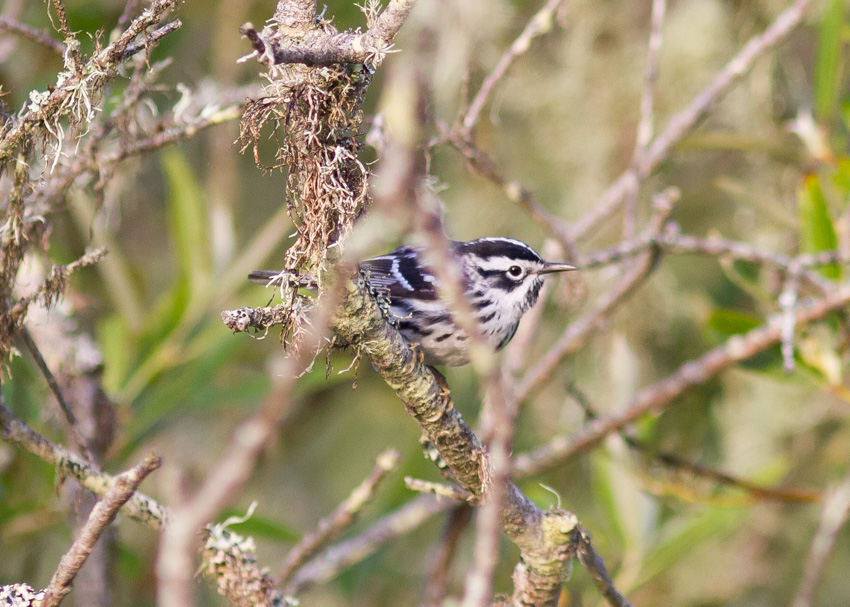 Black-and-white Warbler