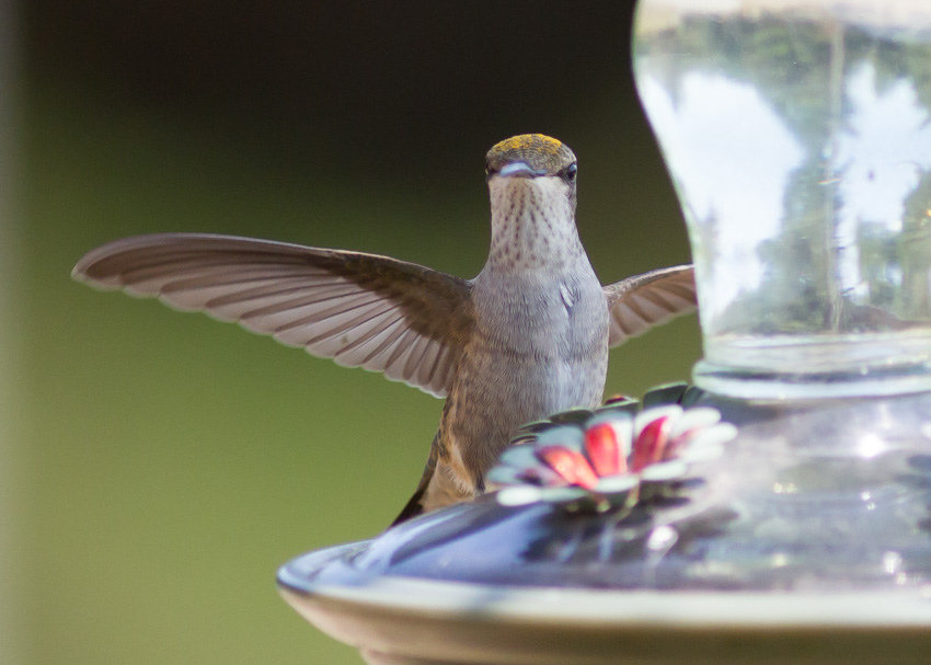 Black-chinned Hummingbird