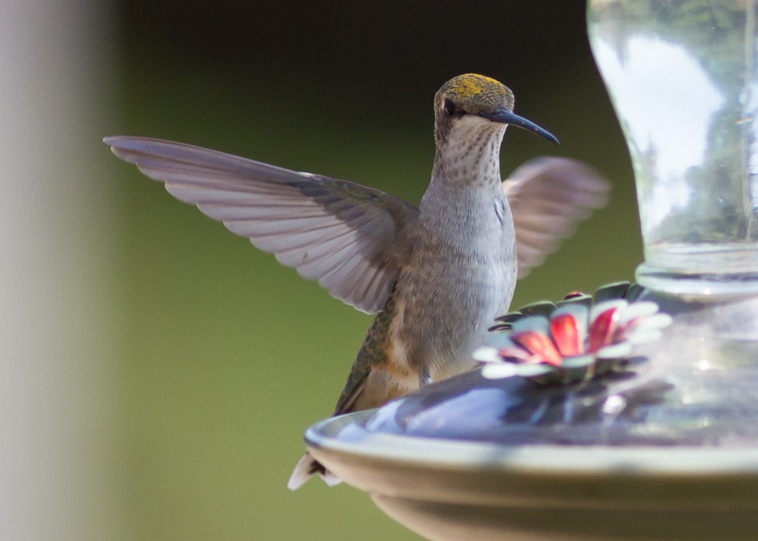 Black-chinned Hummingbird