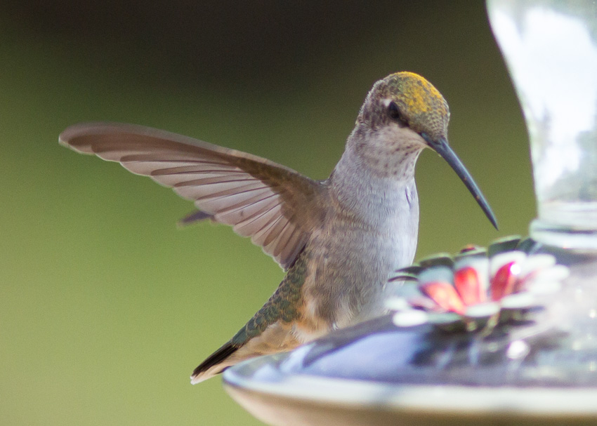 Black-chinned Hummingbird