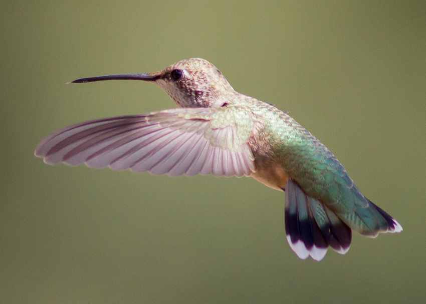 Black-chinned Hummingbird