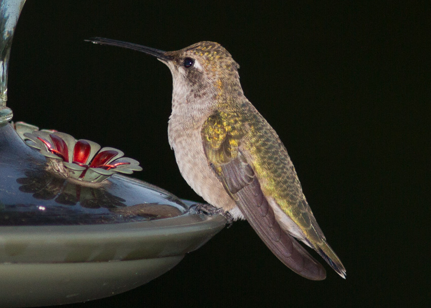 Black-chinned Hummingbird