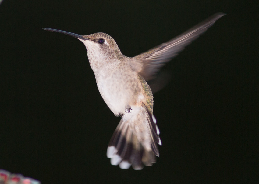 Black-chinned Hummingbird