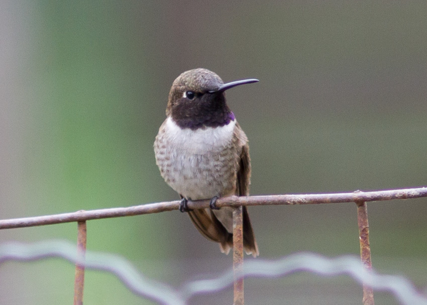 Black-chinned Hummingbird